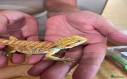 Bearded Dragon reptiles for sale: Bearded dragons  - Image 15