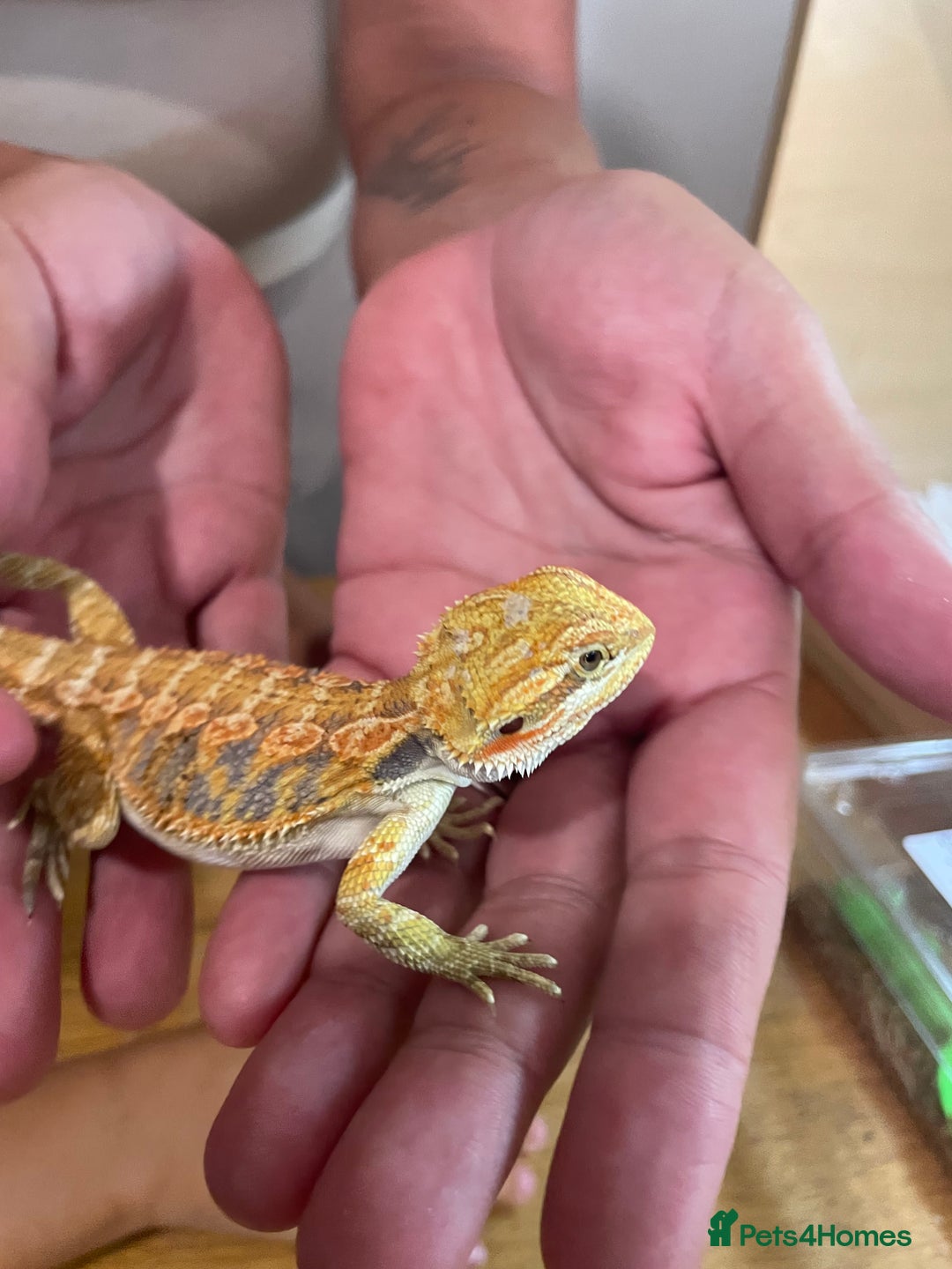 Bearded Dragon reptiles for sale: Bearded dragons  - Image 15
