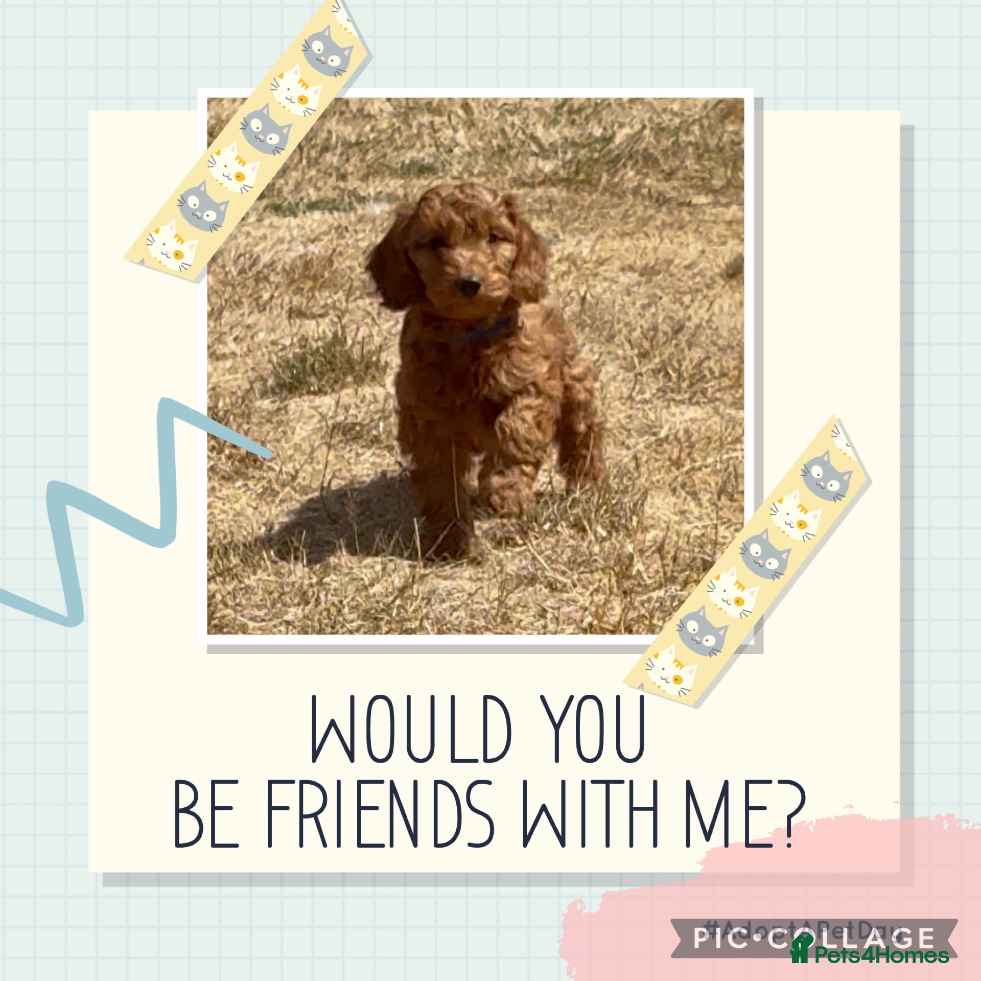 Cockapoo dogs Adorable cockapoo (2 available) - Advert 18