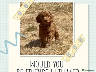 Cockapoo dogs Adorable cockapoo (2 available) - Advert 18