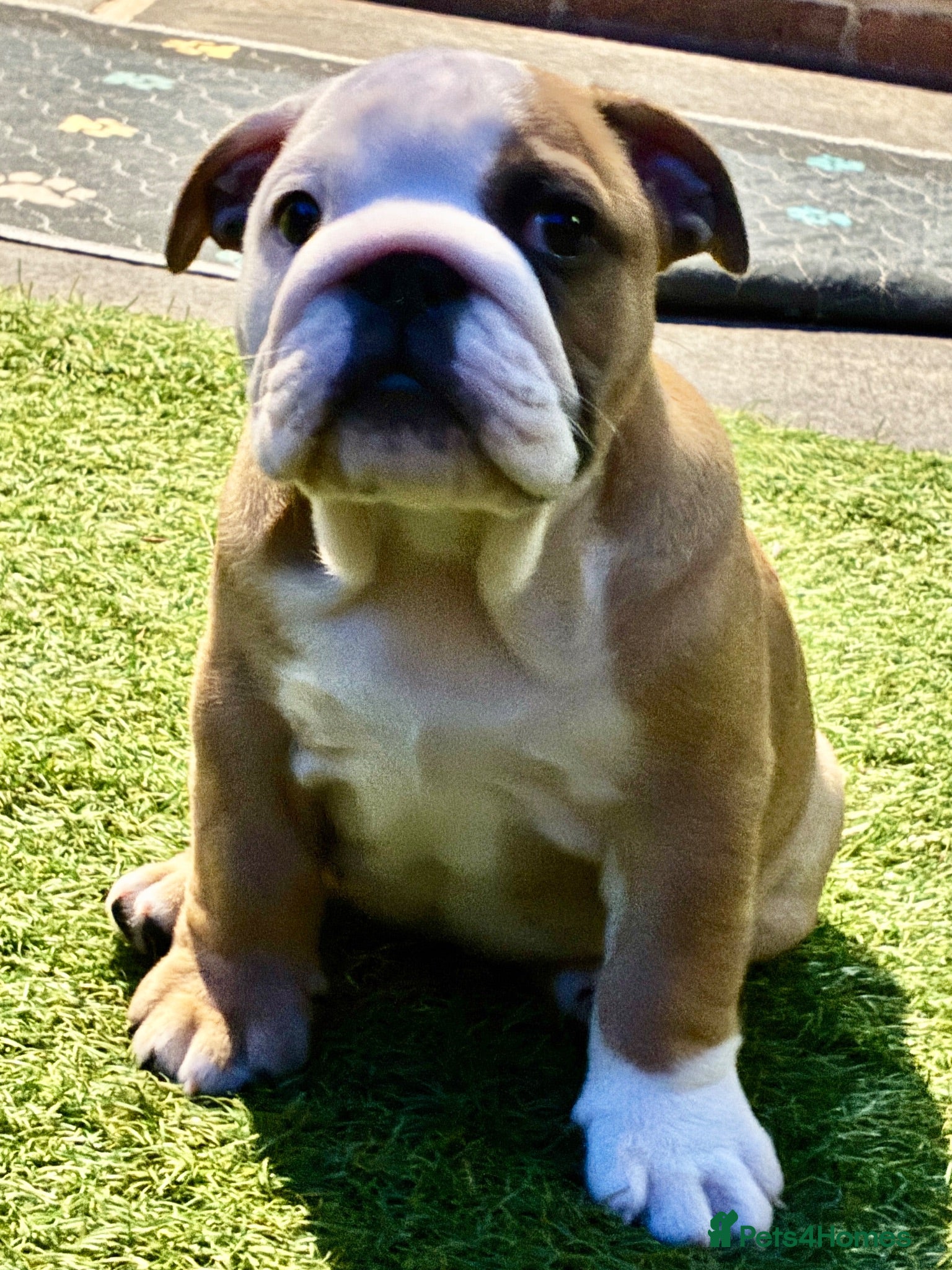 English Bulldog dogs 1 girl left! KC Bulldog Pups Champion Lines!!!!!!! - Advert 1