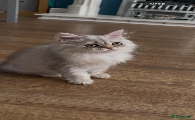 British Longhair cats - Advert 1