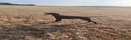 German Shorthaired Pointer dogs for sale: 9 month old German Shorthaired Pointer  - Advert 5