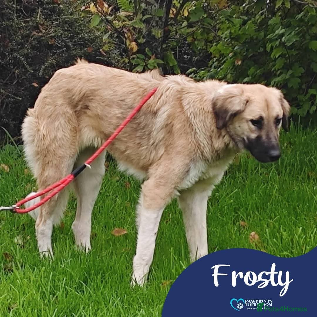 Mixed Breed dogs Meet Frosty, currently residing in Gloucester  - Advert 16