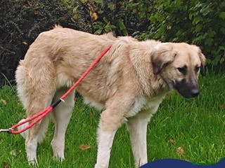 Mixed Breed dogs Meet Frosty, currently residing in Gloucester - Advert 18