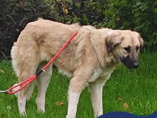 Mixed Breed dogs Meet Frosty, currently residing in Gloucester - Advert 3