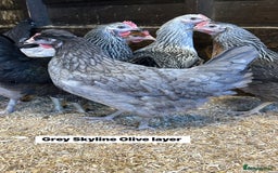 Chickens poultry for sale: Point of lay fully vaccinated Hens, lots of breeds - Image 4