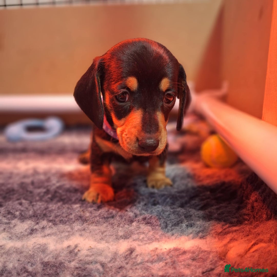 Miniature Dachshund dogs for sale: 5 gorgeous miniature dachshund puppies for sale  - Image 26