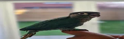 Conures birds for sale: Handreared and tame baby conure parrots - Advert 7