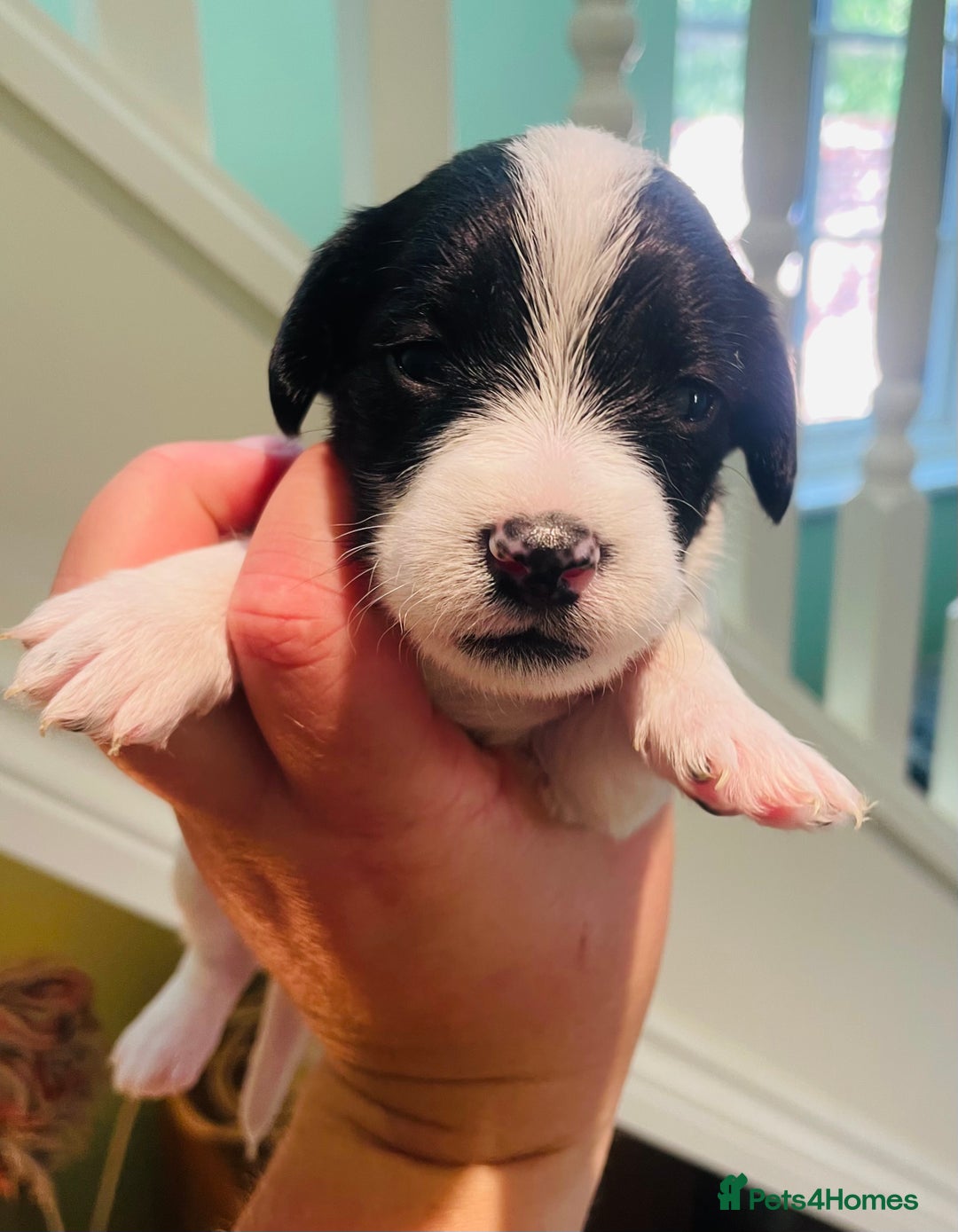 Mixed Breed dogs for sale: Jackapoo puppies for sale - Image 1