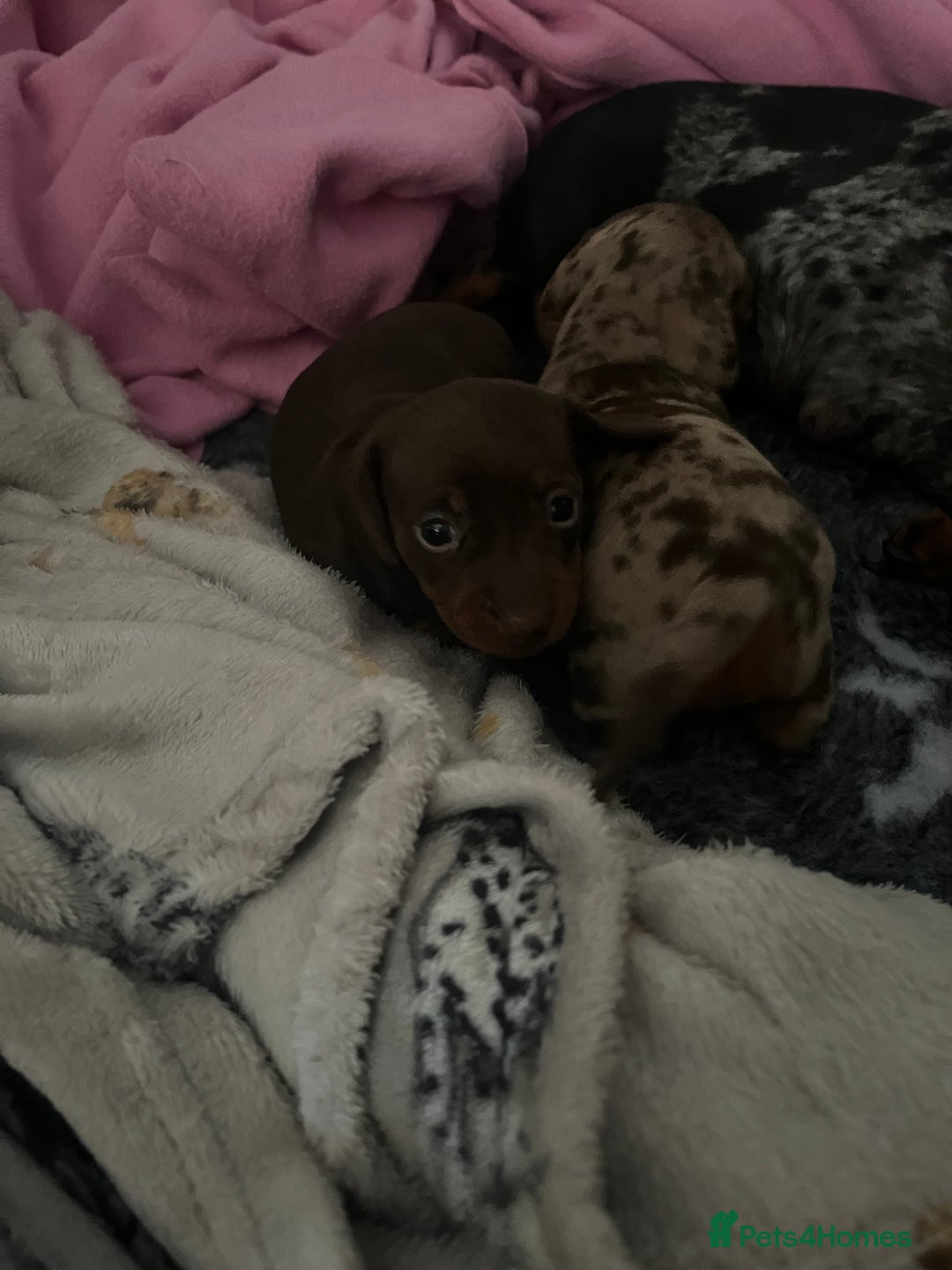 Miniature Dachshund dogs for sale: Sweet princess brown and tan miniature daushund🩷 - Advert 6