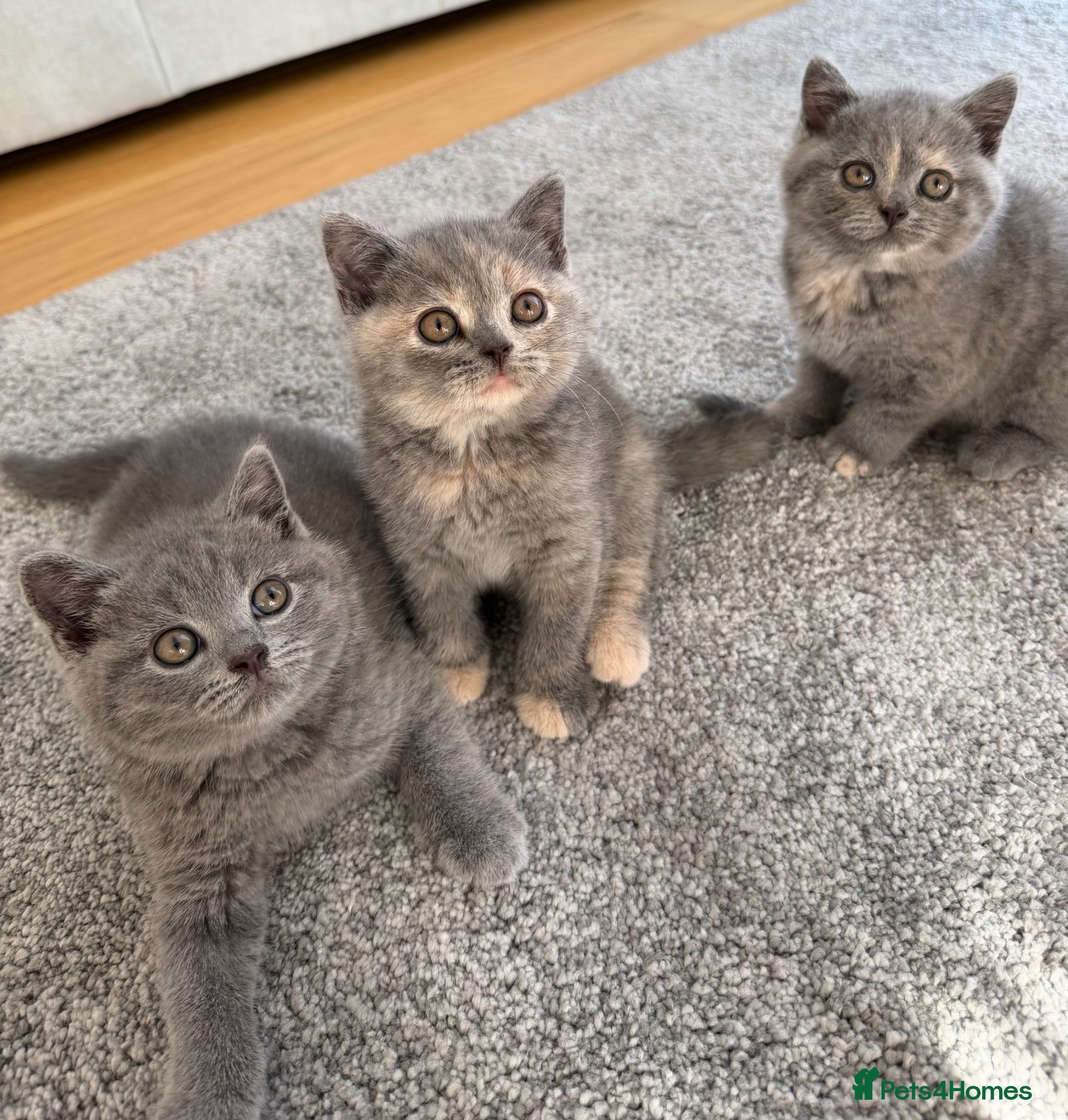 British Shorthair cats British Shorthair Kittens – Ready Now 🐾 - Advert 1