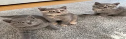 British Shorthair cats for sale: British Shorthair Kittens – Ready Now 🐾 - Advert 1