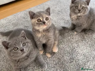 British Shorthair cats British Shorthair Kittens – Ready Now 🐾 - Advert 1