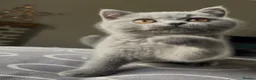 British Shorthair cats for sale: BSH Blue and Lilac GCCF Reg Kittens - Advert 4