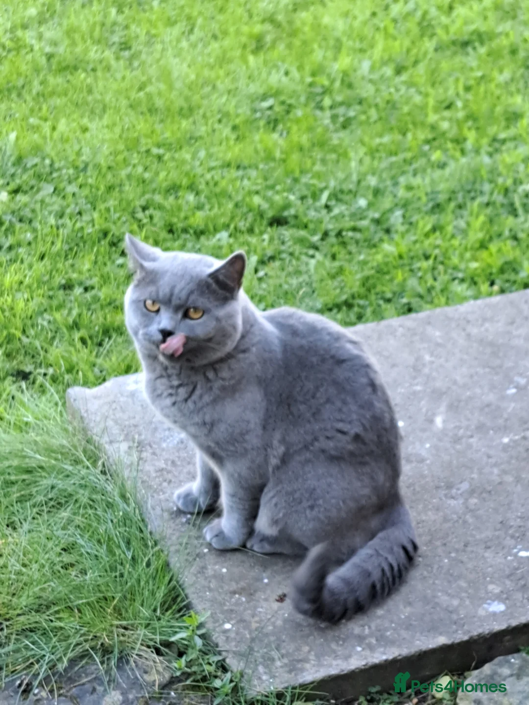 British Shorthair cats for stud: GCCF Registered Active, Blue Cat For Stud. in Sheffield - Advert 13