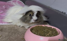Guinea Pig rodents for sale: Peruvian and short haired sows for sale  - Image 9