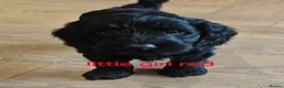 Cockapoo dogs for sale: Beautiful Cockapoo puppies - Advert 5