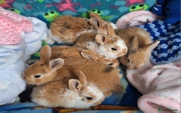 Mixed Breed rabbits for sale: Baby rabbits for sale  - Image 1