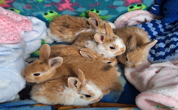Mixed Breed rabbits - Advert 1
