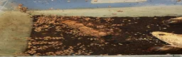 Tarantulas invertebrates for sale: M,geckos,snails.scorpian - Advert 4