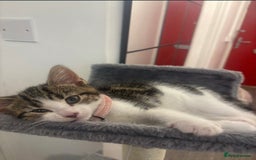 British Shorthair cats for sale: 2 beautiful kitten sisters  - Image 4