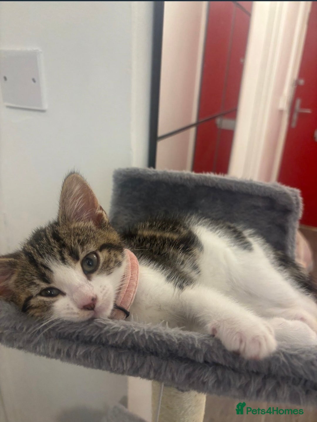 British Shorthair cats for sale: 2 beautiful kitten sisters  - Image 4