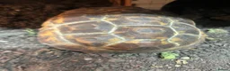 Tortoise reptiles for sale: Bells hingeback tortoise in Leeds - Advert 9