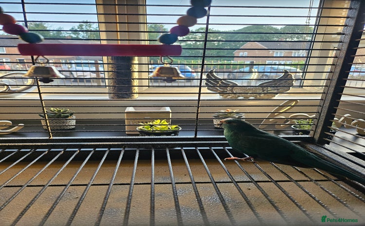 Parakeets birds - Advert 17