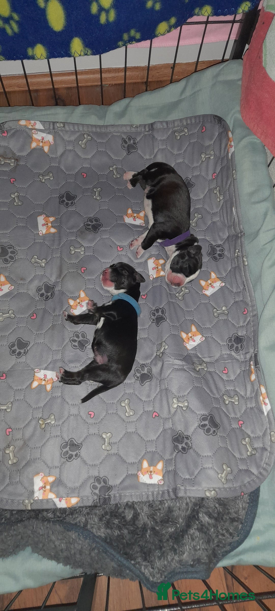 Mixed Breed dogs for sale: Staffy x Cocker Spaniel  - Advert 23