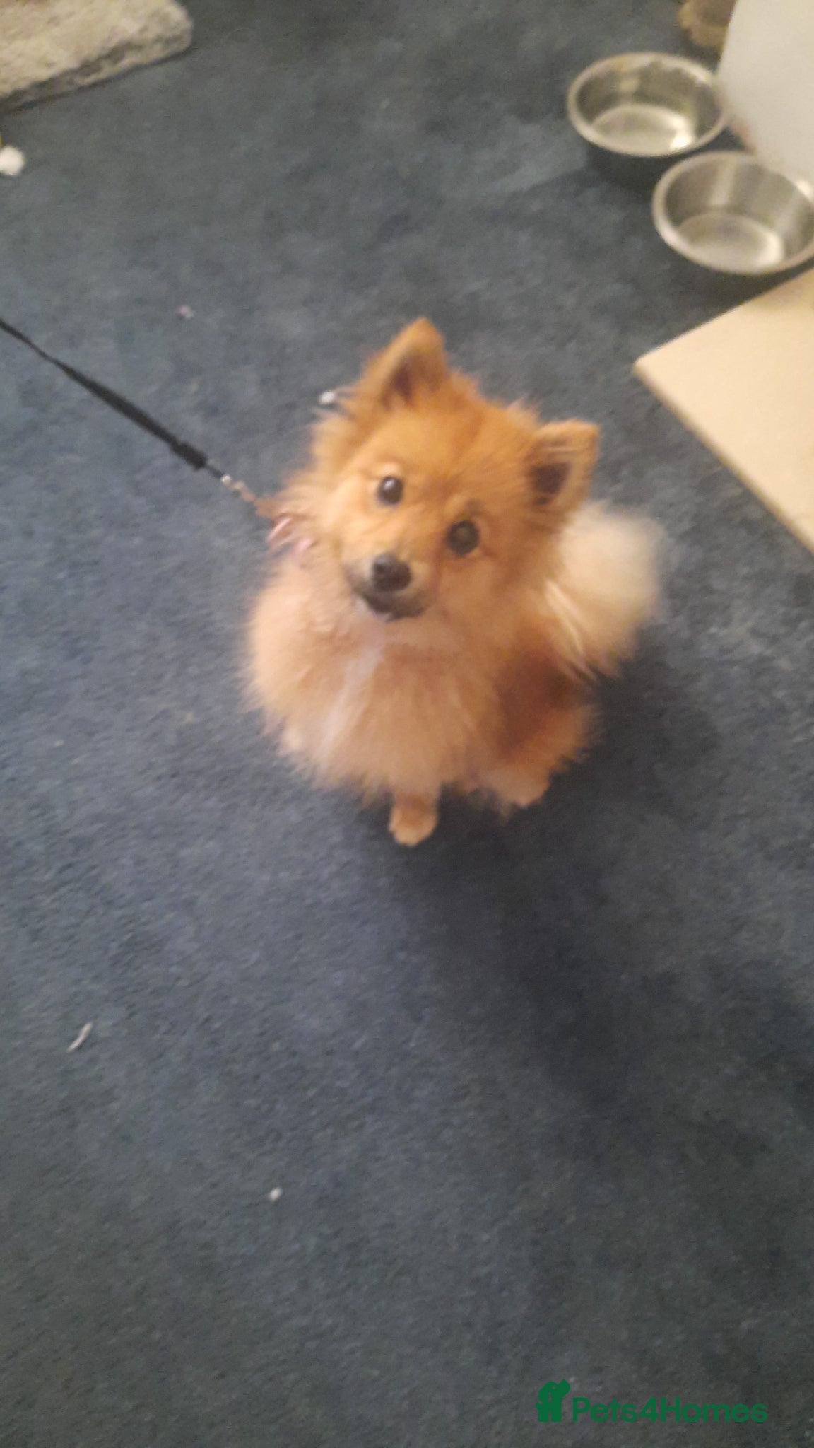 German Spitz dogs Female unspayed spitz  - Advert 9