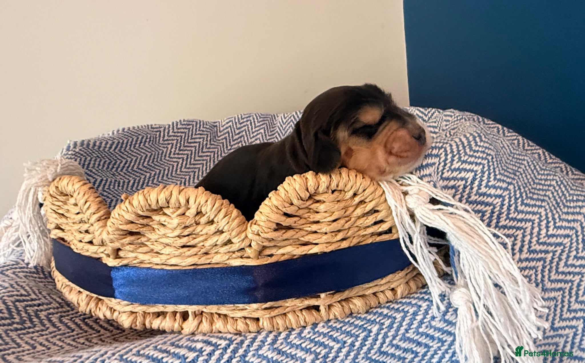 Cocker Spaniel dogs Outstanding KC registered Cocker Spaniel Puppies  - Advert 1