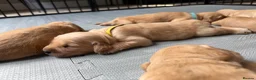 Golden Retriever dogs for sale: Golden Retriever puppies available July - Advert 6