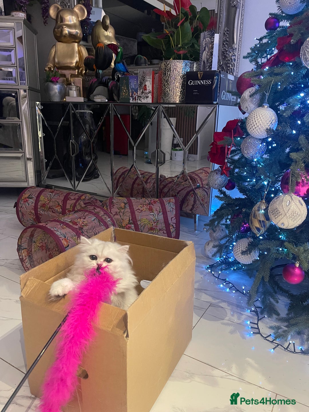 Persian cats for sale: Silver Persian chinchilla kittens  - Advert 4