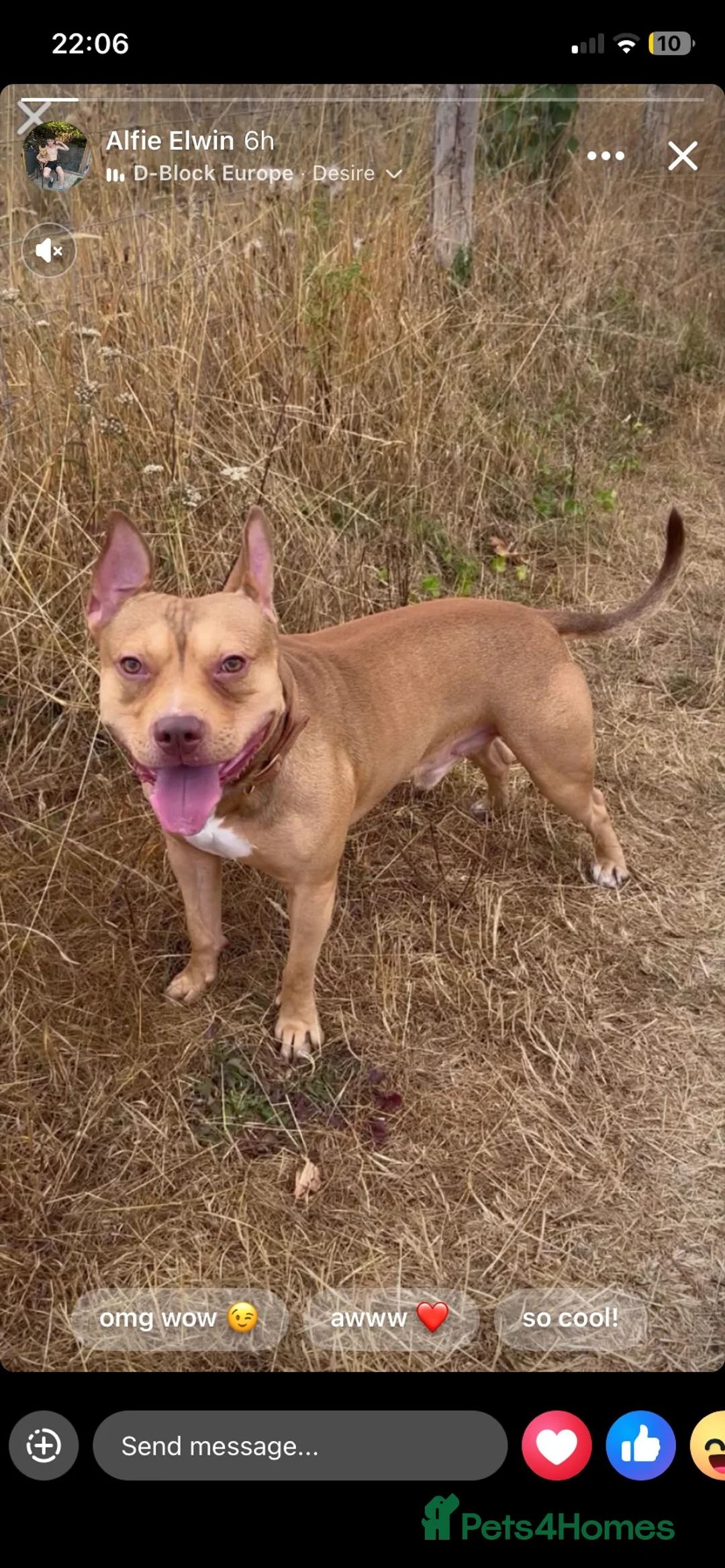 Mixed Breed dogs for stud: Staff x in Snodland - Advert 1