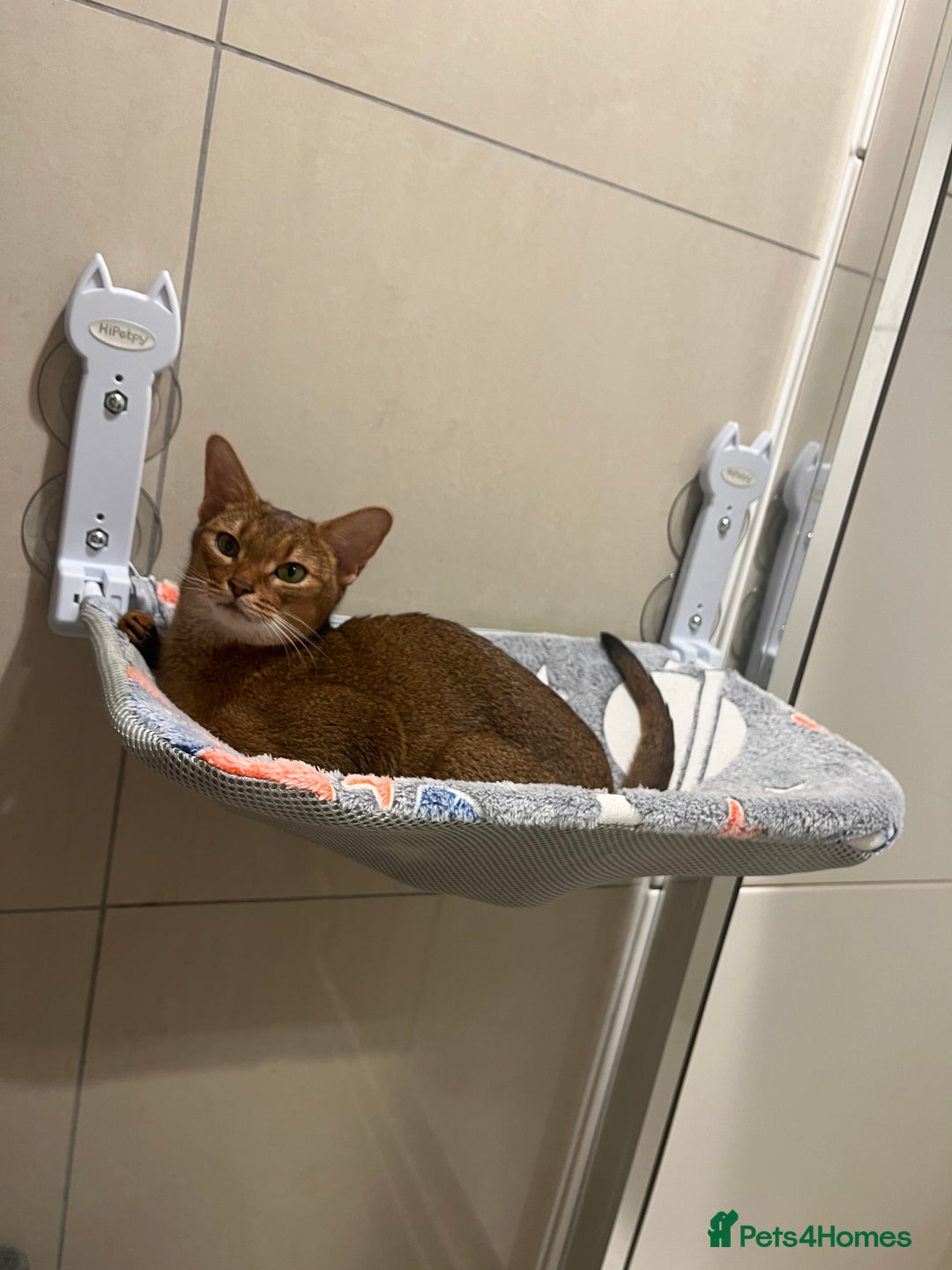 Abyssinian cats for sale: Pedigree TICA registered Beautiful Abyssinian - Advert 11