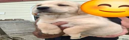 Goldador dogs for sale: Goldador Puppies  - Advert 10