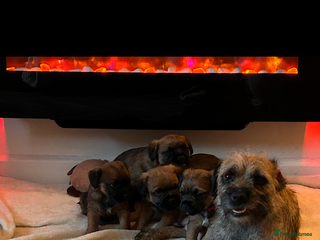 Border Terrier dogs SLEM CLEAR Border terrier puppies - Advert 6