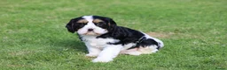 Cavachon dogs for sale: Beautiful Cavachon puppies for sale - Advert 39
