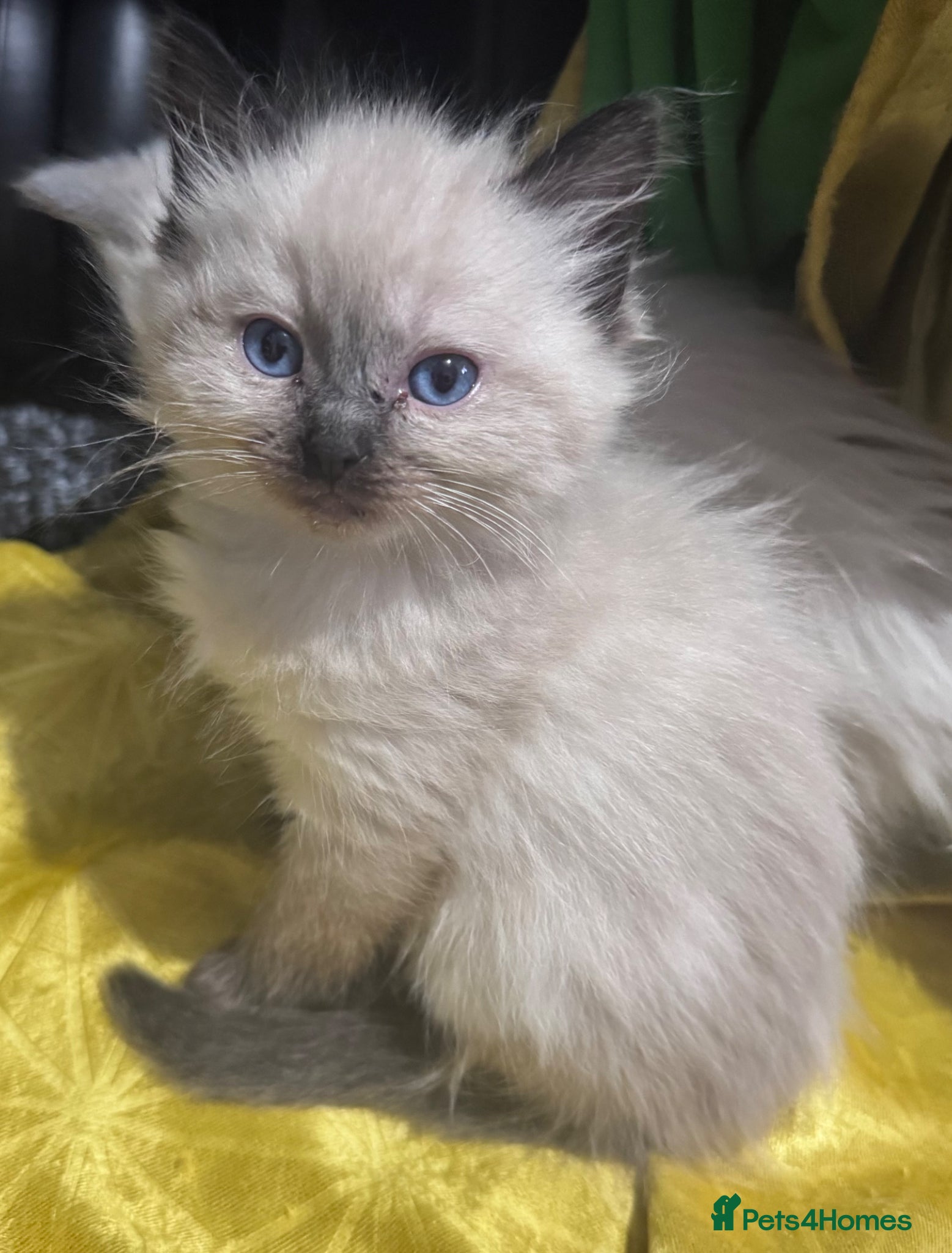 Ragdoll cats 🌸 Beautiful ragdoll babies 🌸 - Advert 11
