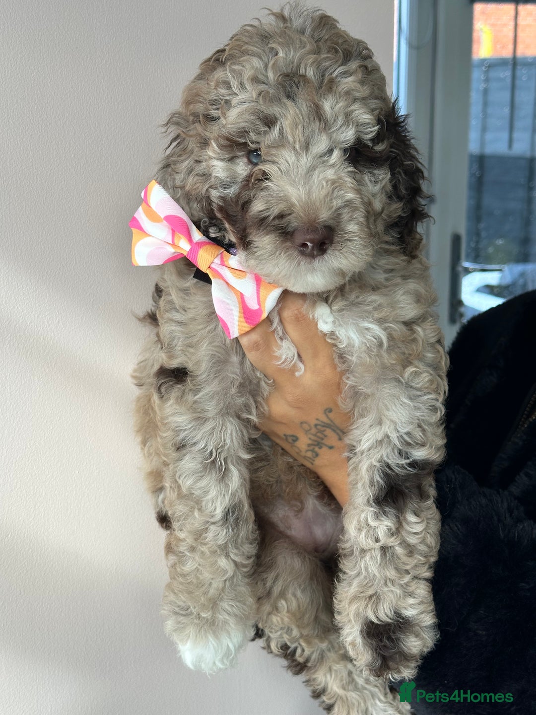 Mixed Breed dogs for sale: Goldendoodle/Australian double doodles  - Image 10