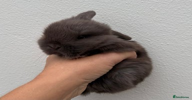 Mini Lop rabbits - Advert 2