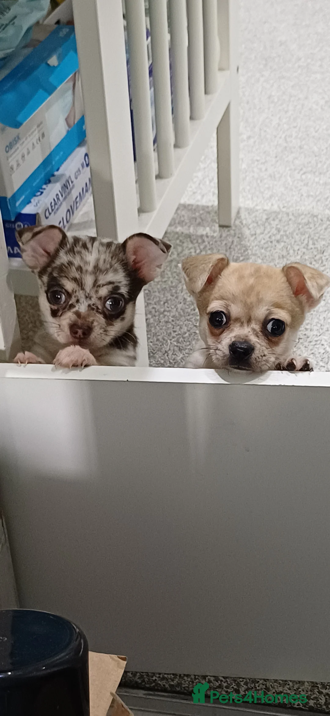 Chihuahua dogs for sale: Chihuahua Pups - Advert 2