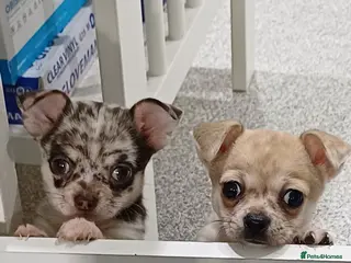 Chihuahua dogs Chihuahua Pups - Advert 1