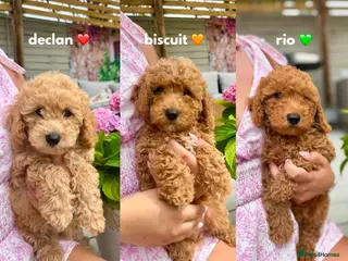 Cavapoo dogs READY NOW 5 ⭐ F1B Health tested Puppies 🐶 - Advert 6