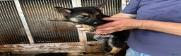German Shepherd dogs for sale: German shepherd puppies  - Advert 9