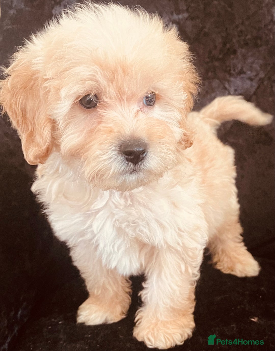 Goldendoodle dogs for sale: Adorable Golden Doodle F1B Miniature Boy  - Image 6