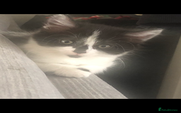 Mixed Breed cats for sale: Kittens  - Image 3