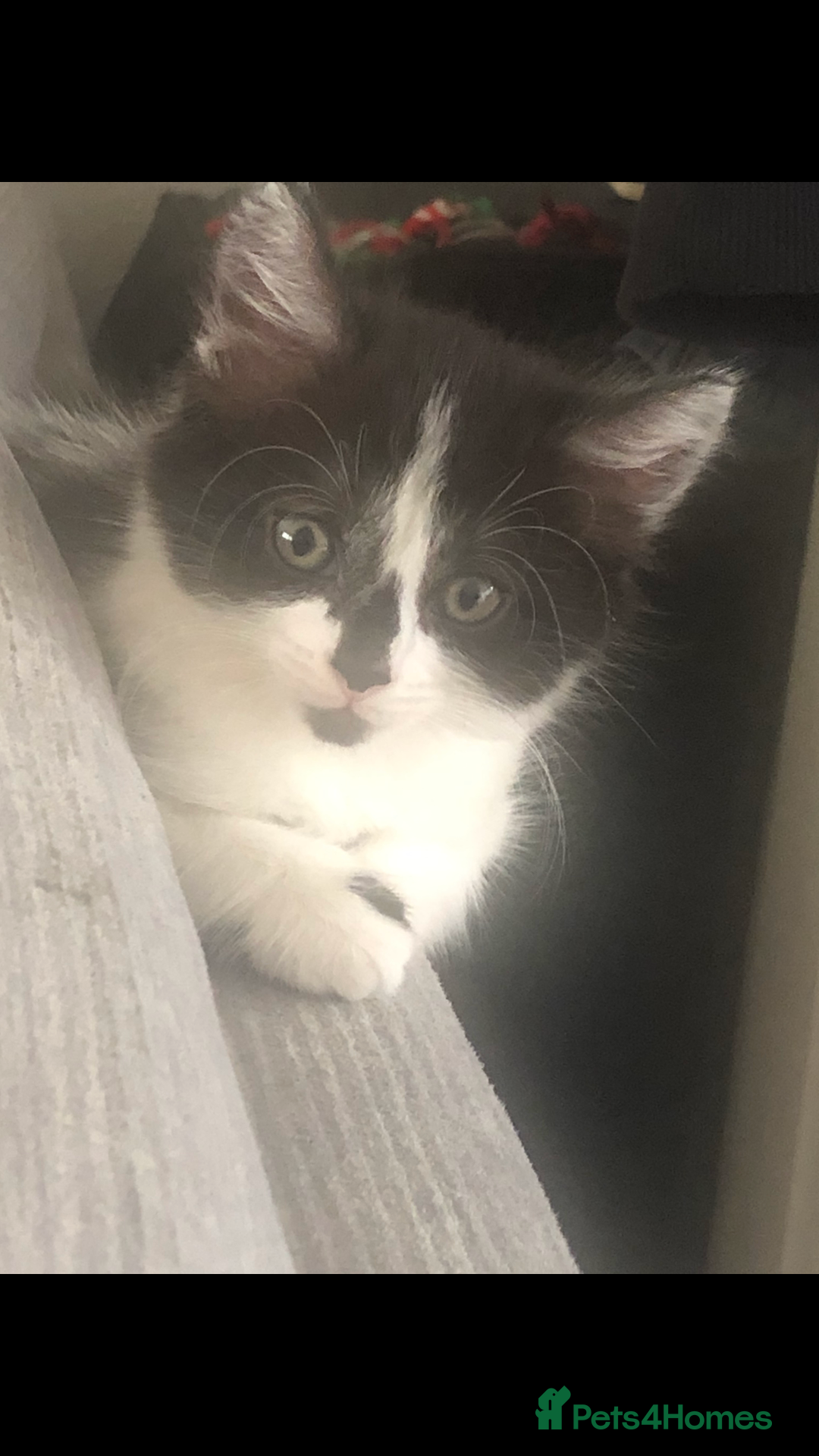 Mixed Breed cats for sale: Kittens  - Image 3