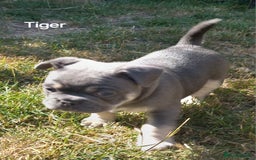 French Bulldog dogs for sale: French Bulldog pups - Image 3